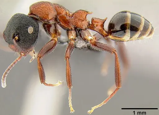 Colobopsis manni specimen
