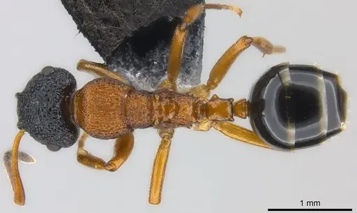 Colobopsis manni - CASENT0177564