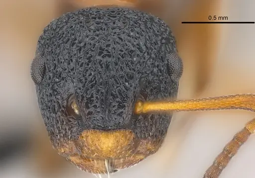 Colobopsis manni - CASENT0177564