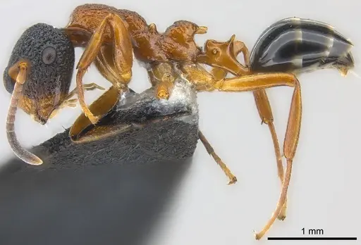 Colobopsis manni - CASENT0177564