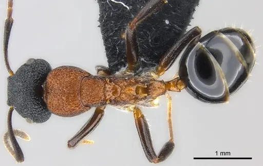 Colobopsis manni - CASENT0177580