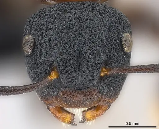 Colobopsis manni - CASENT0177580