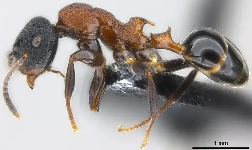 Colobopsis manni - CASENT0177580