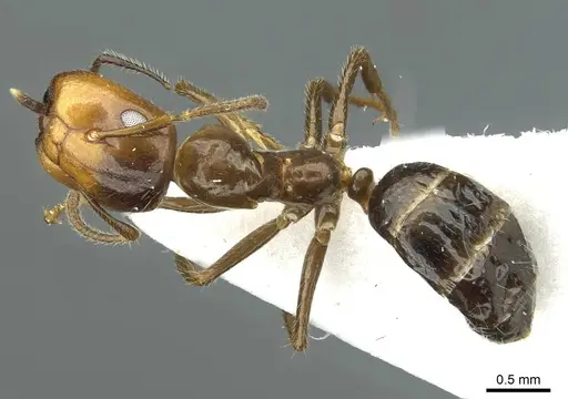 Colobopsis markli specimen