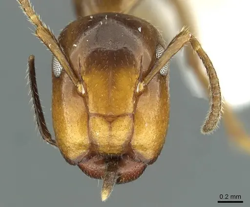 Colobopsis markli specimen