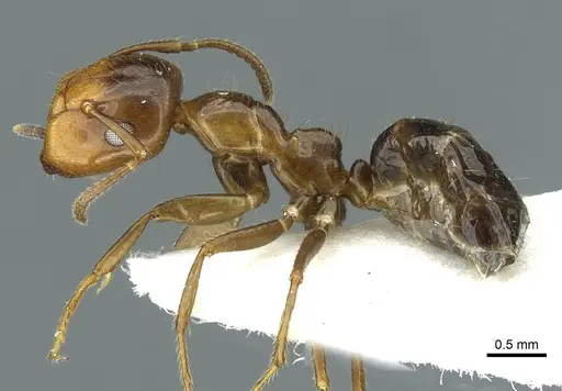 Colobopsis markli specimen