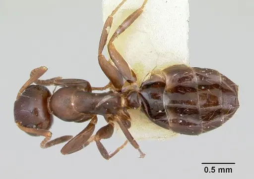 Colobopsis mississippiensis specimen