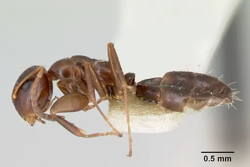 Colobopsis mississippiensis specimen