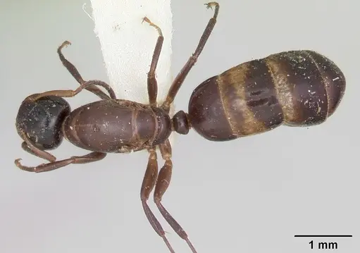 Colobopsis mississippiensis - CASENT0103354