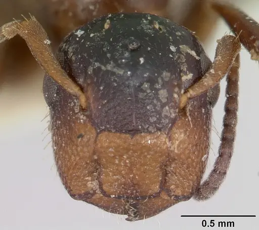 Colobopsis mississippiensis - CASENT0103354