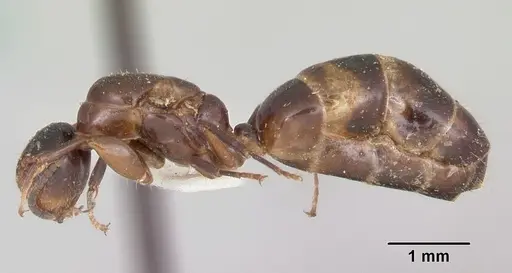 Colobopsis mississippiensis - CASENT0103354