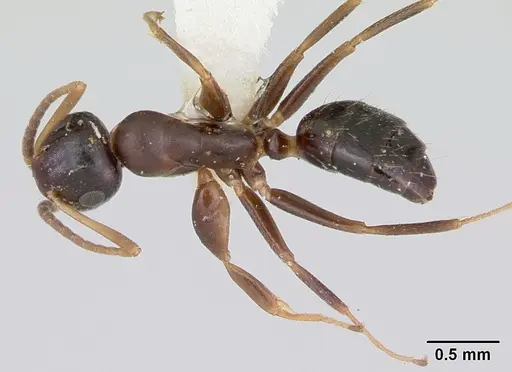 Colobopsis mississippiensis - CASENT0103355