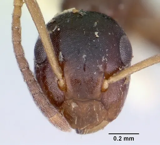 Colobopsis mississippiensis - CASENT0103355