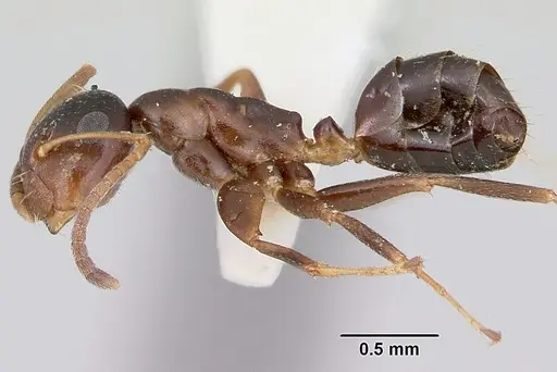 Colobopsis mississippiensis - CASENT0103355