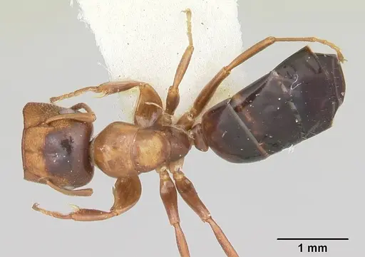 Colobopsis mississippiensis - CASENT0103356