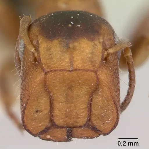 Colobopsis mississippiensis - CASENT0103356