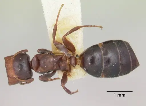 Colobopsis mississippiensis - CASENT0103357