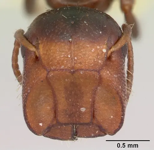 Colobopsis mississippiensis - CASENT0103357