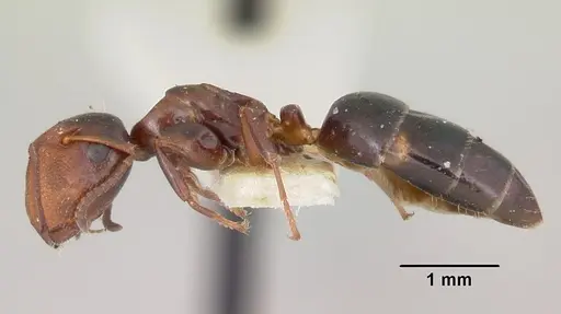 Colobopsis mississippiensis - CASENT0103357