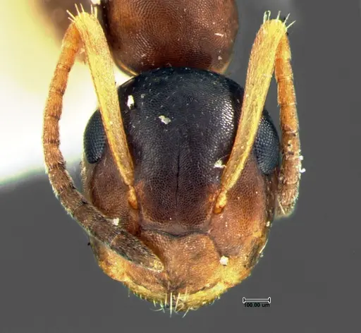 Colobopsis mississippiensis - CASENT0105676
