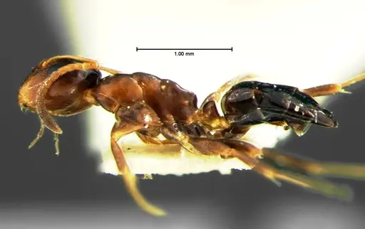 Colobopsis mississippiensis - CASENT0105676