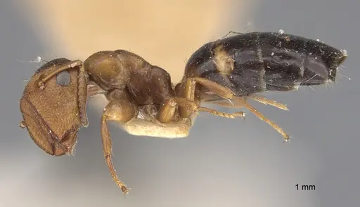 Colobopsis mississippiensis - CASENT0923519