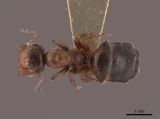 Colobopsis mississippiensis - FMNHINS0000045811