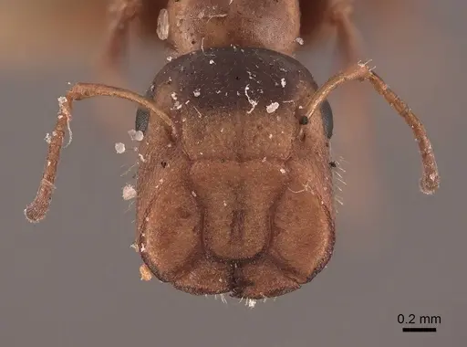 Colobopsis mississippiensis - FMNHINS0000045811