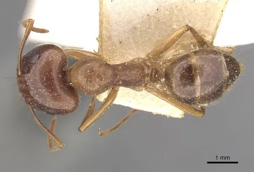 Colobopsis moeschi specimen