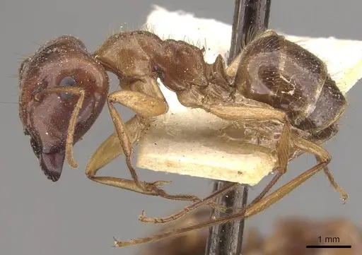 Colobopsis moeschi specimen