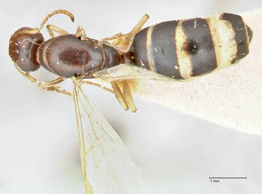 Colobopsis mutilata specimen