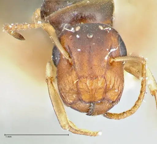 Colobopsis mutilata specimen