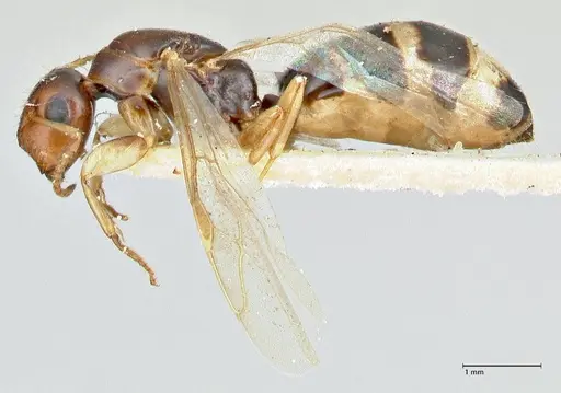 Colobopsis mutilata specimen