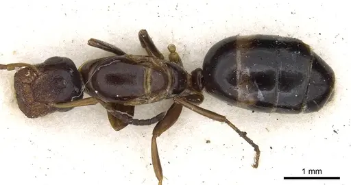 Colobopsis newzealandica specimen