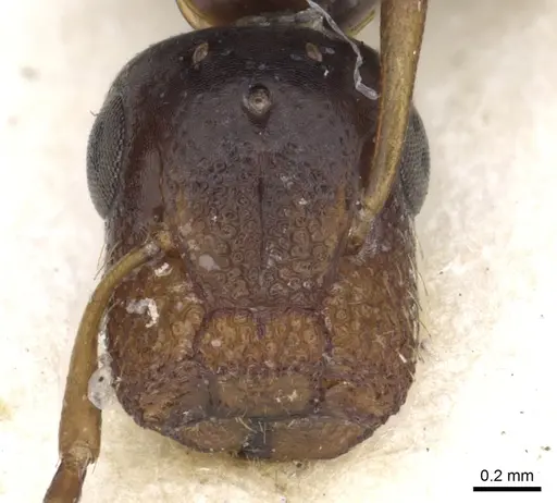 Colobopsis newzealandica specimen