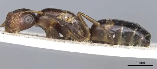 Colobopsis newzealandica specimen