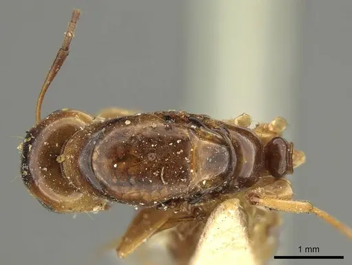 Colobopsis nigrifrons specimen