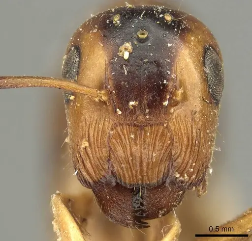 Colobopsis nigrifrons specimen
