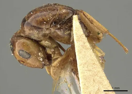 Colobopsis nigrifrons specimen