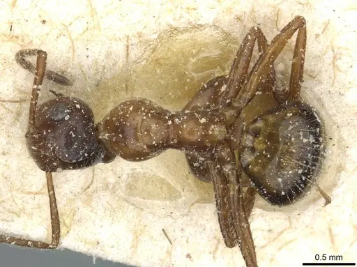 Colobopsis nutans specimen