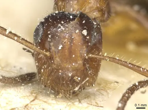 Colobopsis nutans specimen