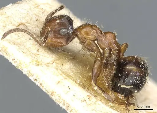 Colobopsis nutans specimen