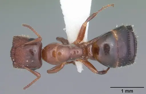 Colobopsis obliqua specimen