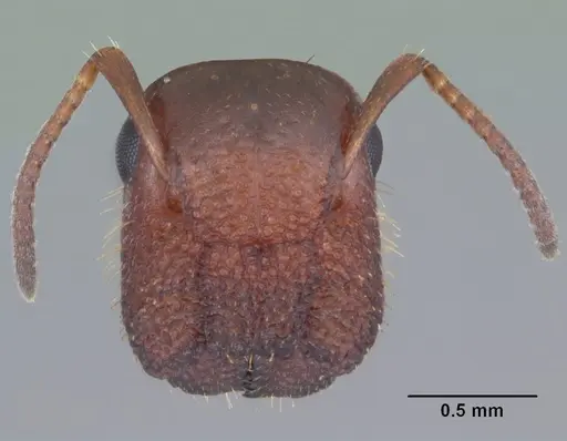 Colobopsis obliqua specimen
