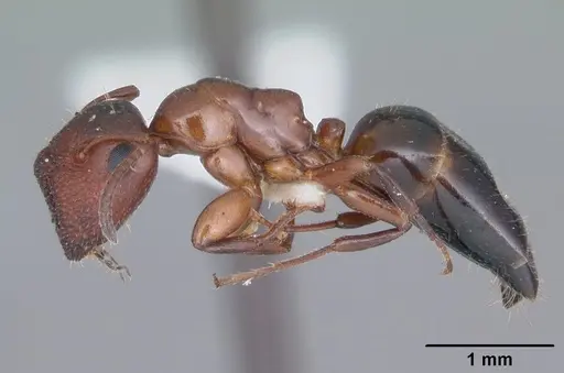 Colobopsis obliqua specimen