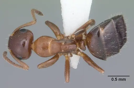 Colobopsis obliqua - CASENT0103723