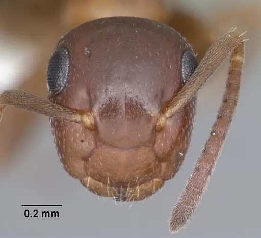 Colobopsis obliqua - CASENT0103723