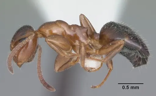 Colobopsis obliqua - CASENT0103723