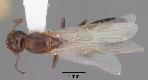 Colobopsis obliqua - CASENT0103725