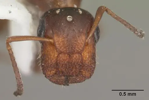 Colobopsis obliqua - CASENT0103725